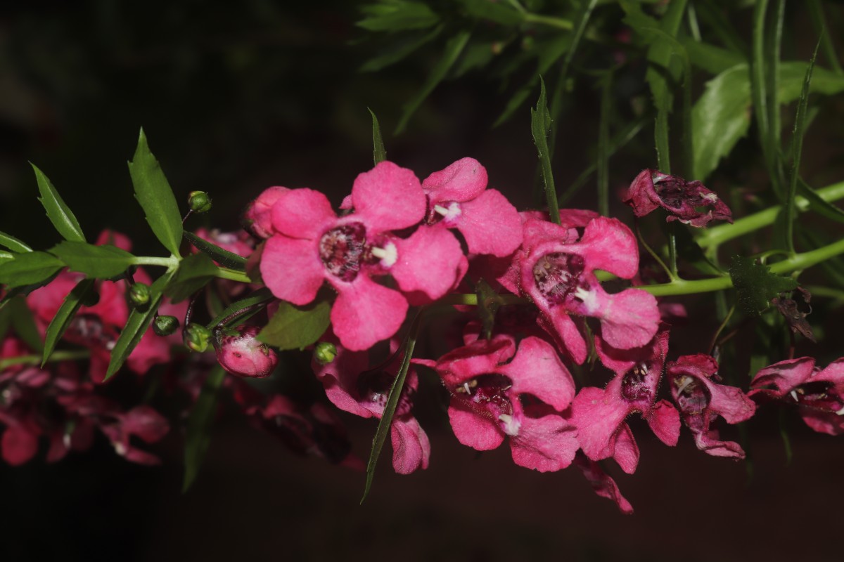 Angelonia goyazensis Benth.